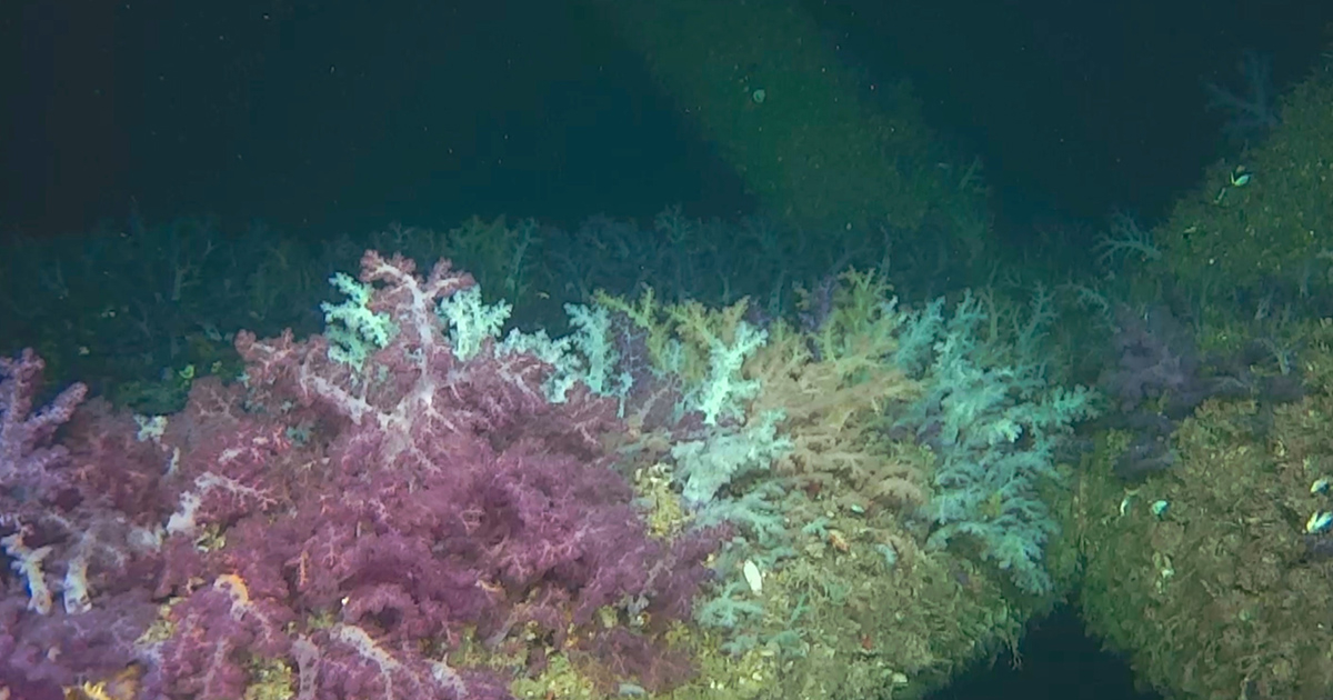 CSA Ocean Sciences Aids Extraordinary Marine Discovery at the Leviathan Production Platform in the Mediterranean Sea